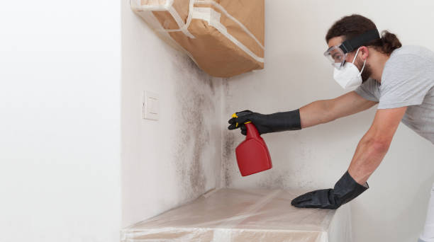 Professional Attic Mold Removal technician working in White Hall, IL
