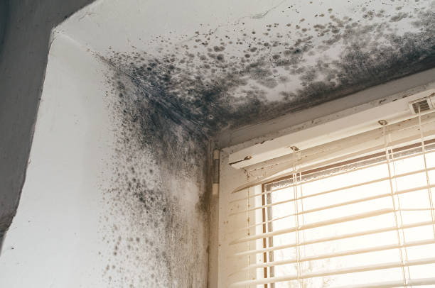 Affordable Attic Mold Removal solutions in White Hall, IL