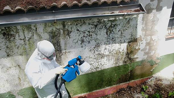 Top rated local Attic Mold Removal specialists in White Hall, IL
